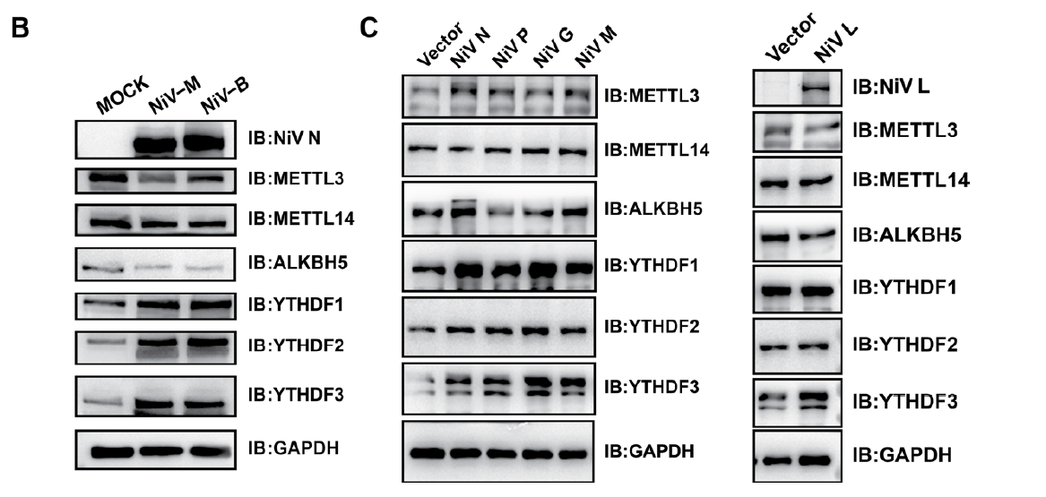 WB validation of anti-NiV M pAb