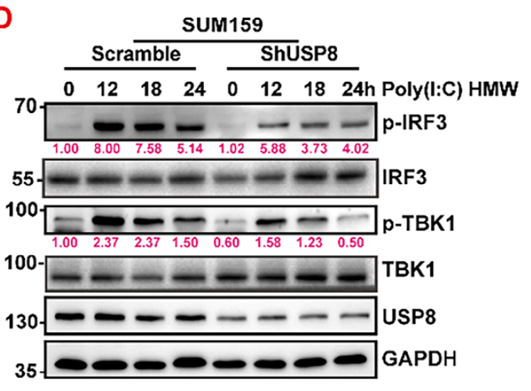 USP8 phospho antibody validation
