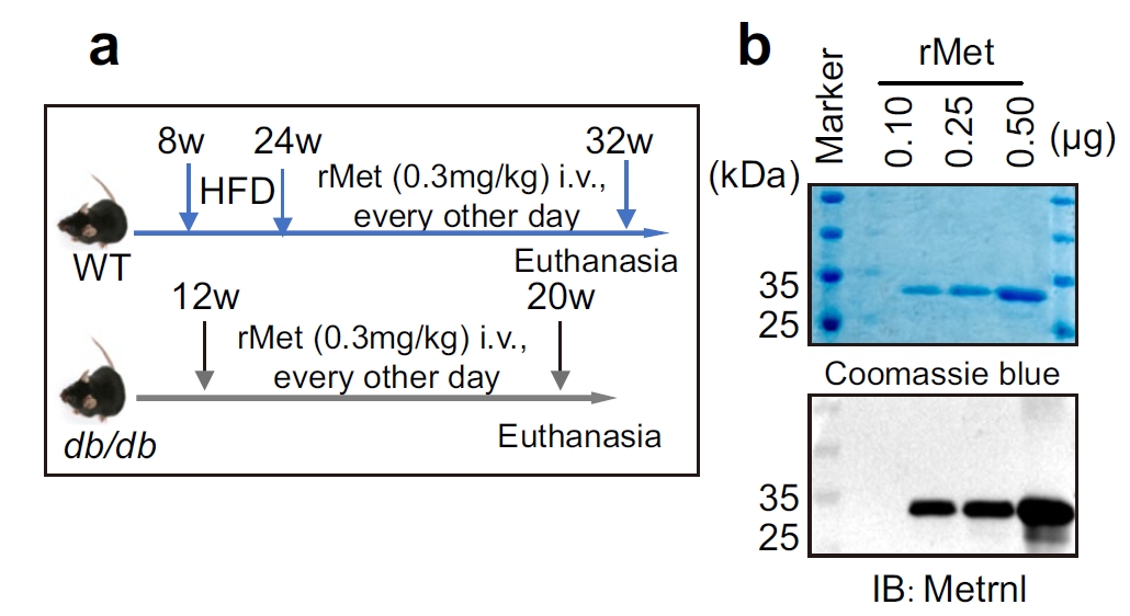 METRNL in vivo validation