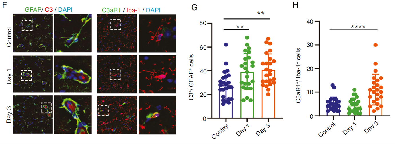 Early postoperative C3/C3aR pathway mediates synergistic activation of astrocytes and microglia.