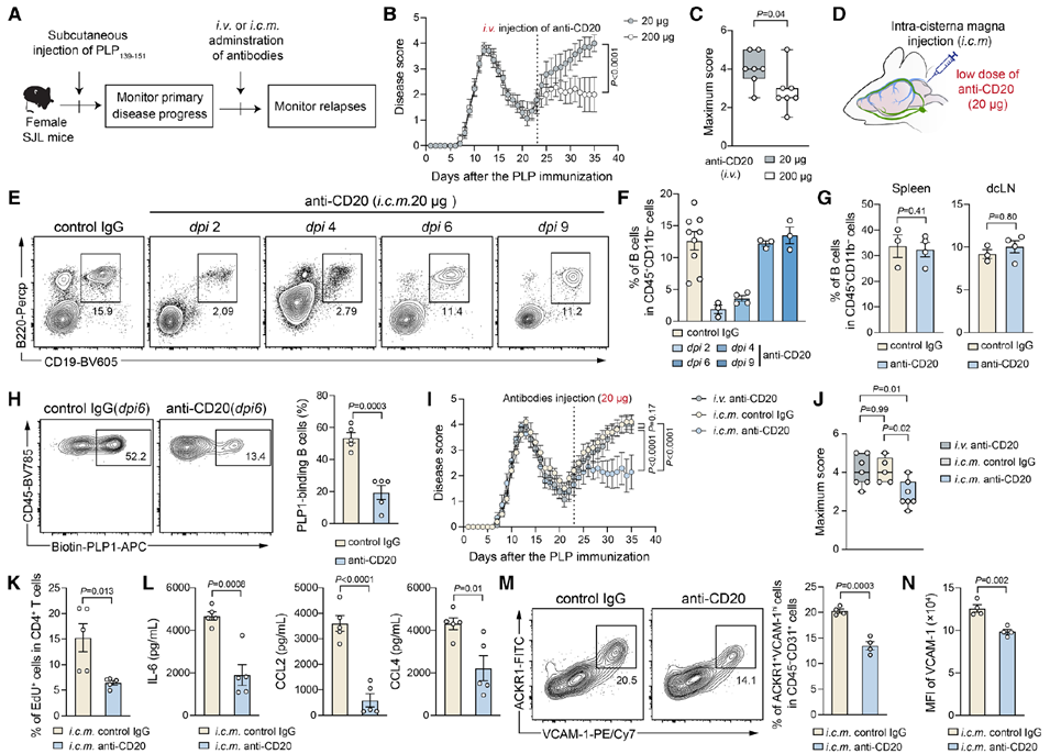 Targeted depletion of local brain B cells alleviates EAE relapse