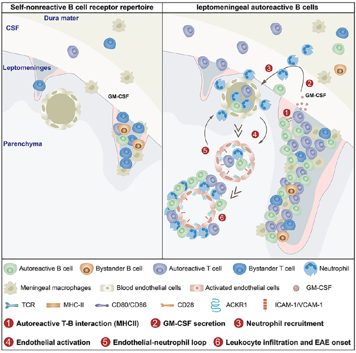 Graphical abstract
