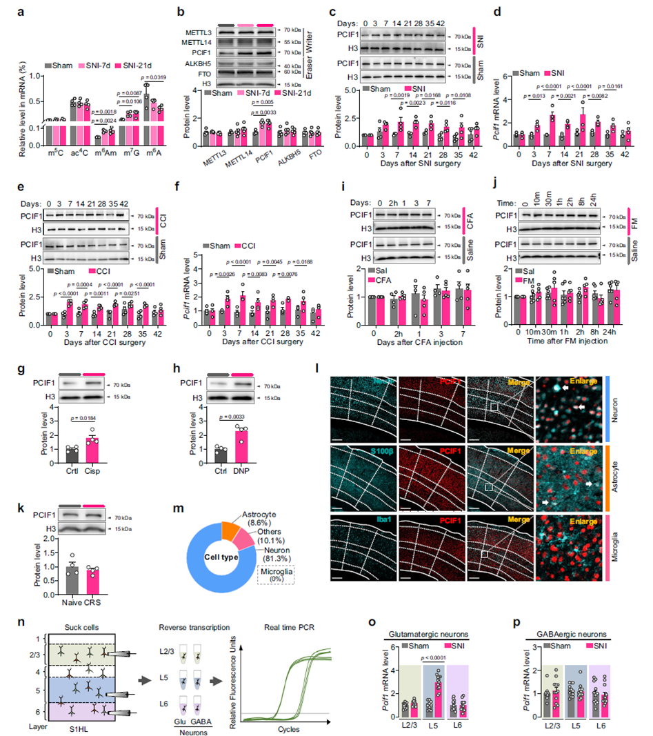 Neuropathic pain leads to elevated m6Am and PCIF1 protein levels in S1HL