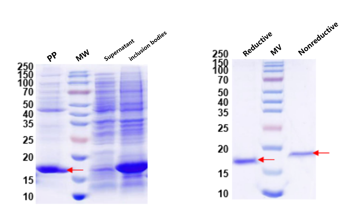 Periplasmic Expression and QC of Antibody Fragment
