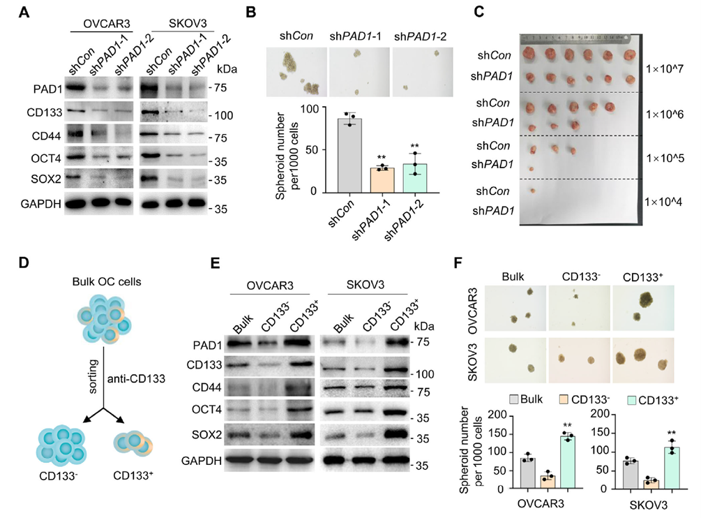 PAD1 enhances tumor-initiating capacity of OC cells