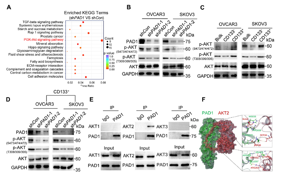PAD1 maintains OCSLC stemness by activating the AKT signaling pathway