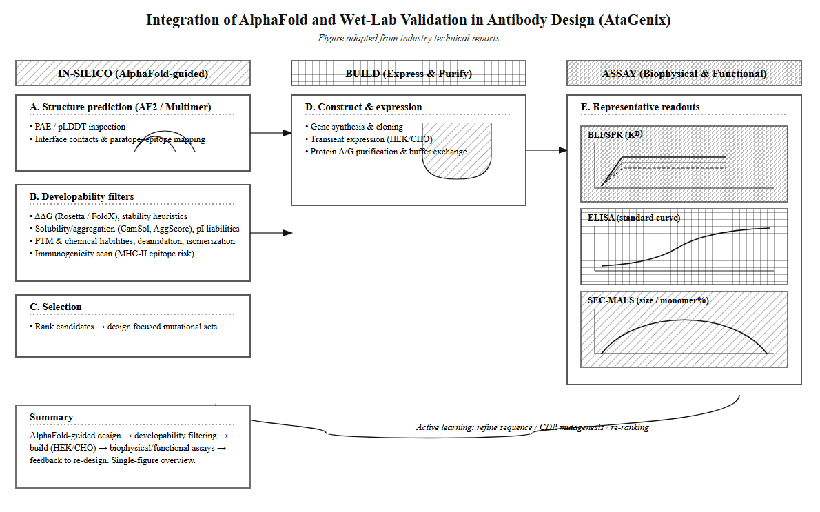 Integration of AlphaFold and wet-lab validation in antibody design at AtaGenix.