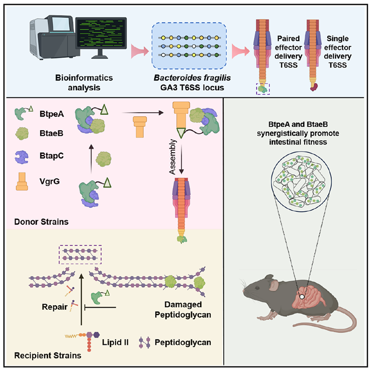 Graphical abstract