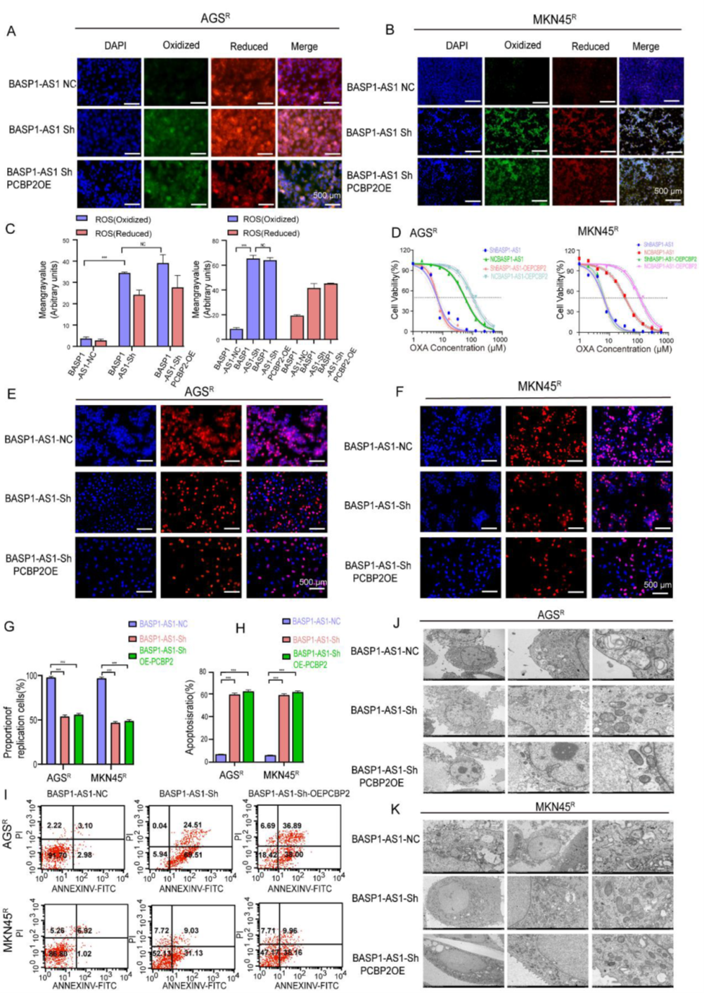BASP1-AS1 suppresses ferroptosis in GC cells via the PCBP2 pathway