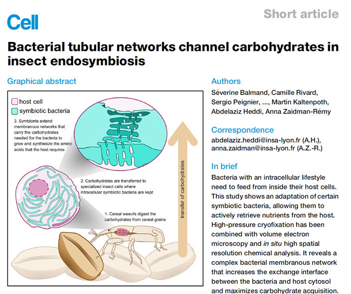 Bacterial tubular networks channel carbohydrates in insect endosymbiosis