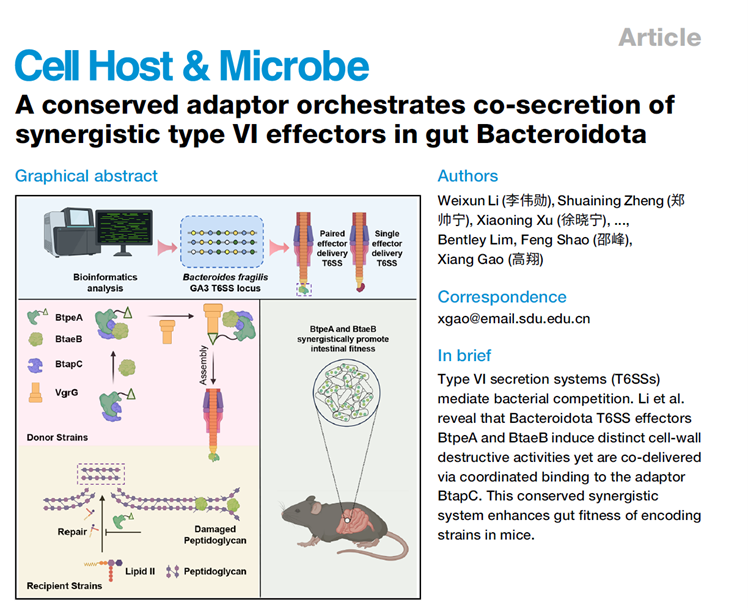 Conserved adaptor orchestrates co-secretion of synergistic type VI effectors in gut Bacteroidota