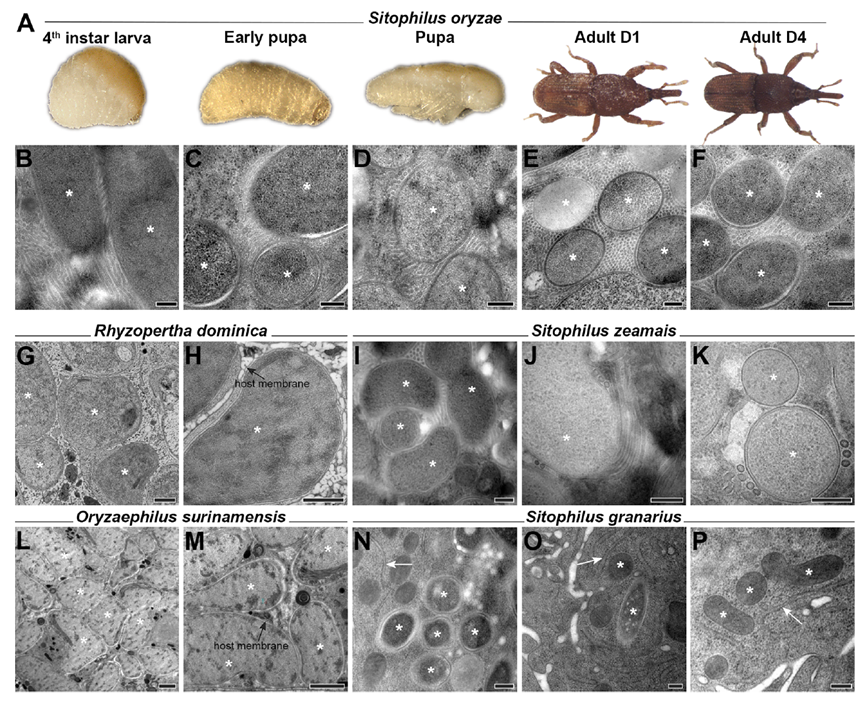 Prevalence of tubular structures across life stages of S. oryzae and other coleopteran species
