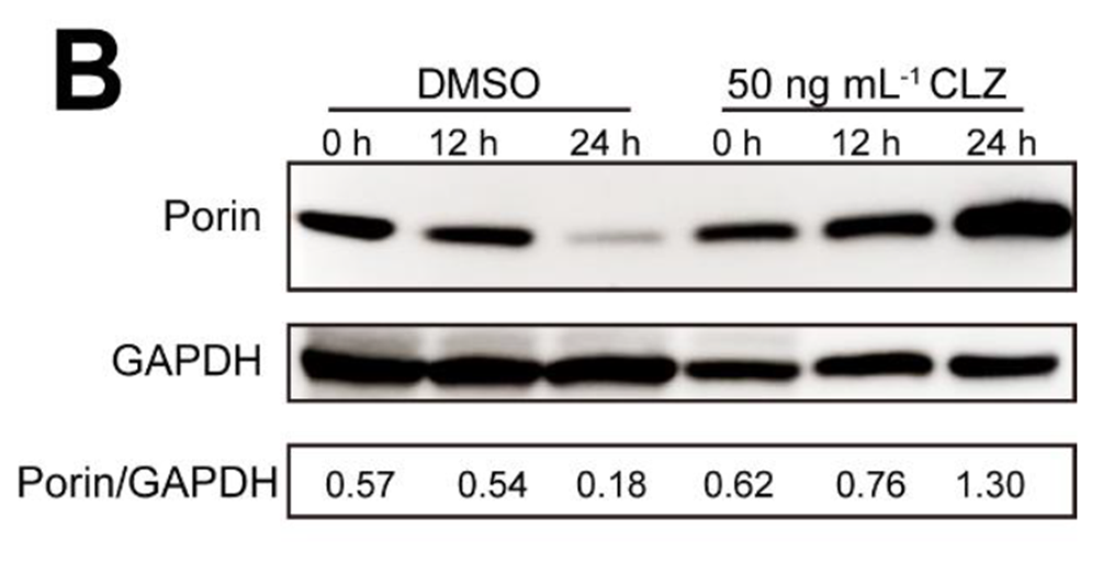 Western blot showing Porin protein level changes in Magnaporthe oryzae after clotrimazole treatment