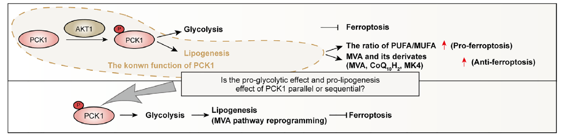 Validation of pPCK1-mediated ferroptosis resistance