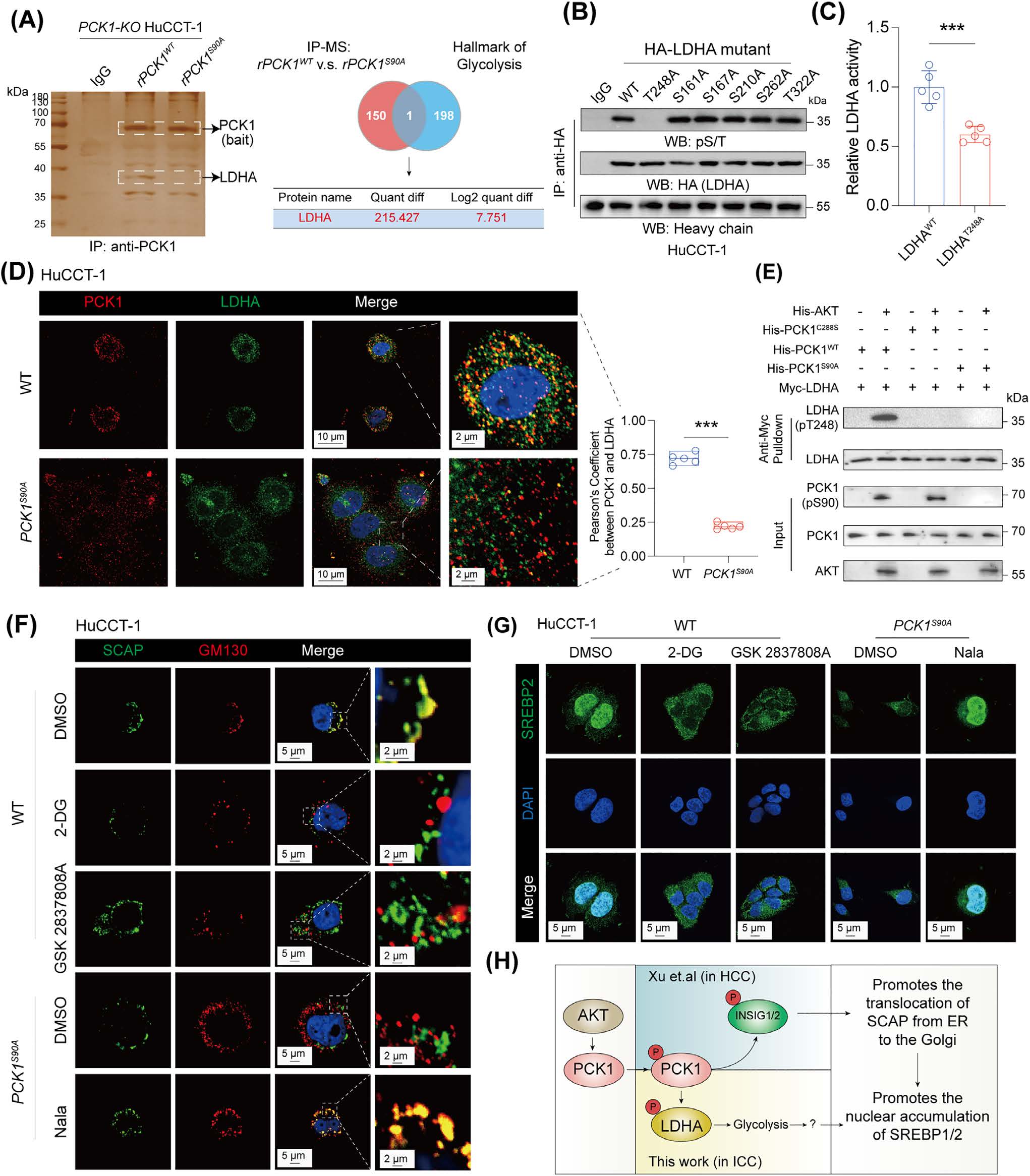 Experimental Results of AtaGenix Antibodies