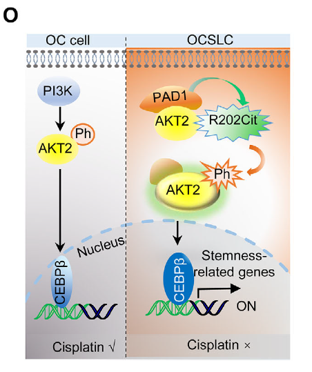 Mechanistic model of PAD1 regulating OCSLCs