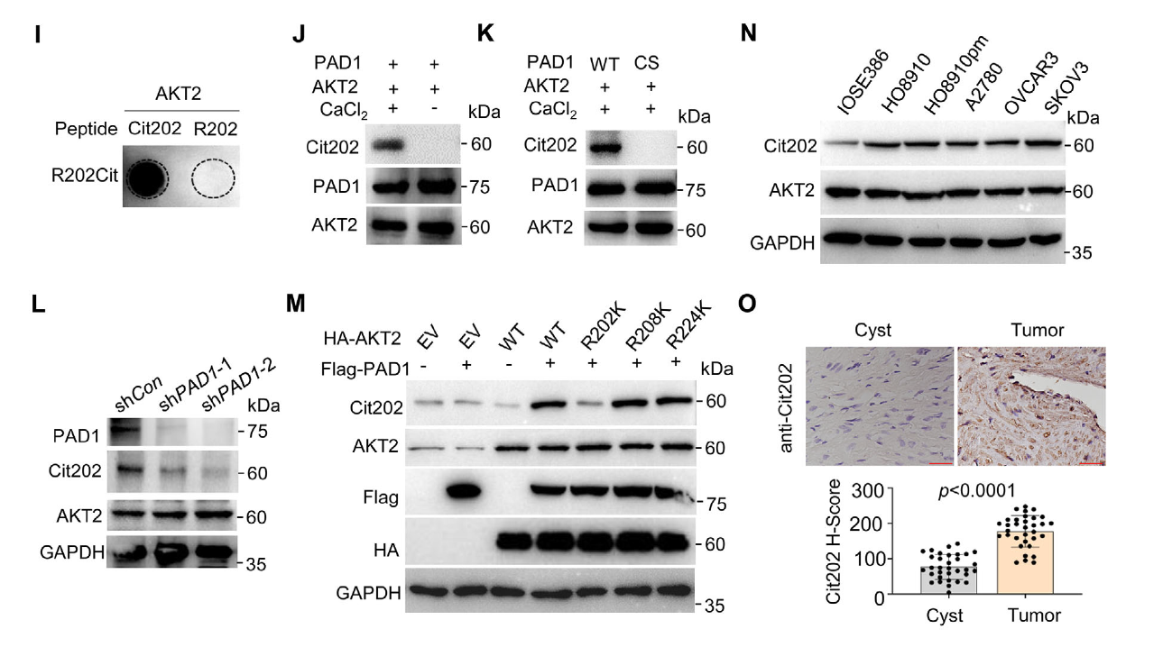 Results obtained using the Cit202 antibody