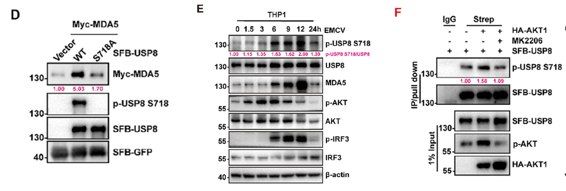 Detection results of phospho-antibody