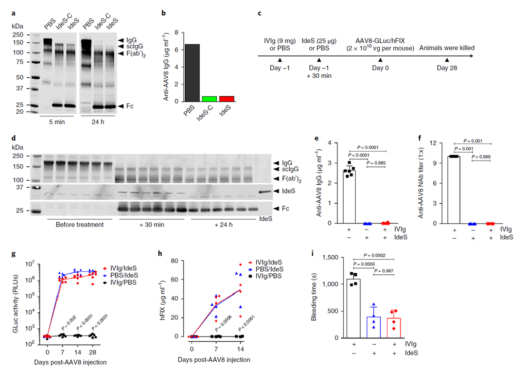 IdeS degrades anti-AAV antibodies enabling liver transduction in passively immunized mice