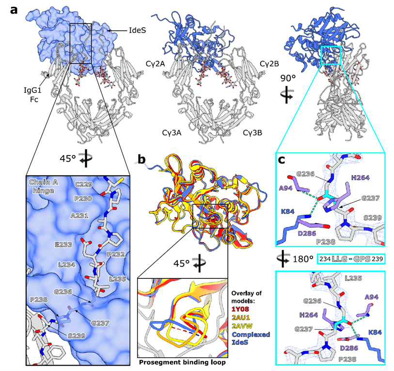 Crystal structure of IgG1 Fc E382A bound to catalytically inactive IdeS C94A