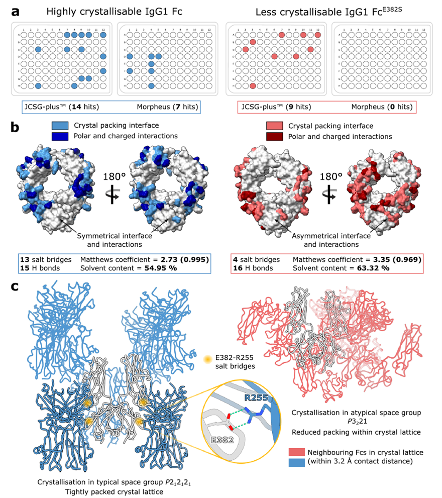 Crystal packing comparison in wild-type and less crystallizable IgG1 Fc fragments