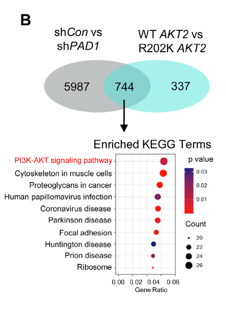 Validation of PAD1-AKT2 interaction
