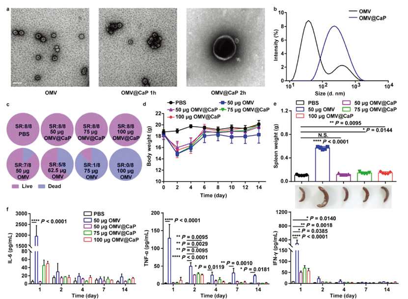 OMV@CaP nanovaccine development and attenuation of adverse effects in tumor models