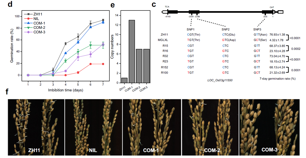 Fine mapping of SDR3.1 gene in rice seed dormancy regulation