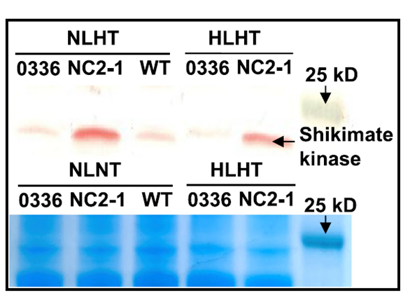 Western blot and SDS-PAGE analysis of shikimate kinase in Synechococcus HS199 strain