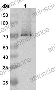 Anti-GPC3xCD3E BsAb ELISA binding