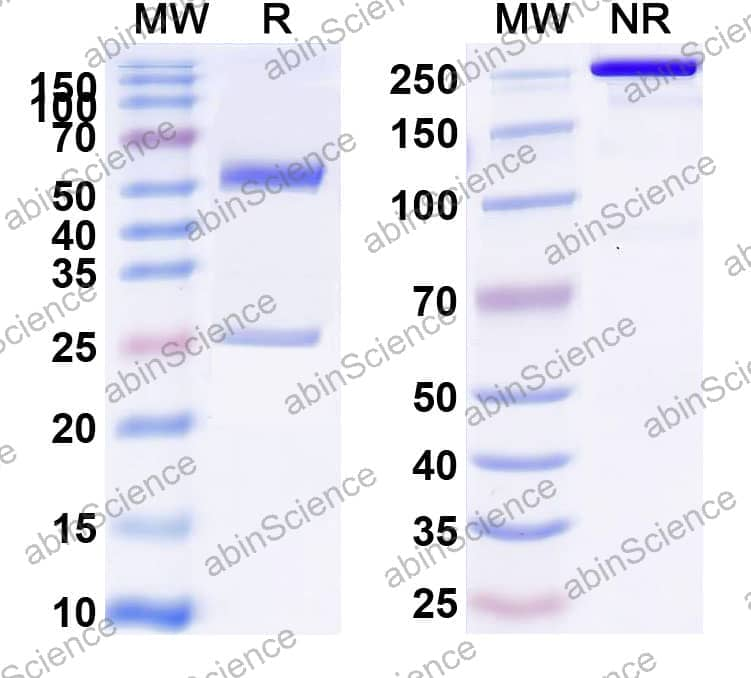 Anti-GPC3xCD3E BsAb SEC-HPLC
