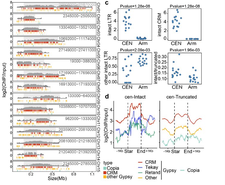Longan centromere schematic