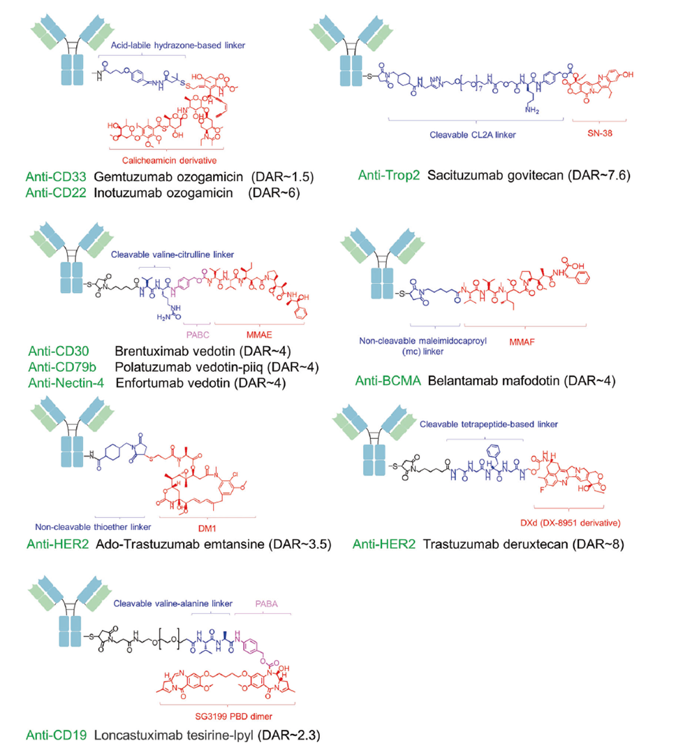 Schematic of FDA-approved antibody-drug conjugates showing linker and payload architectures