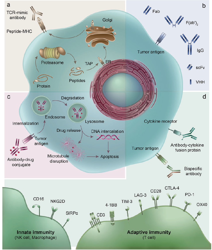 Representative therapeutic antibodies and their derivatives including ADCs, BsAbs, immunocytokines, and antibody fragments