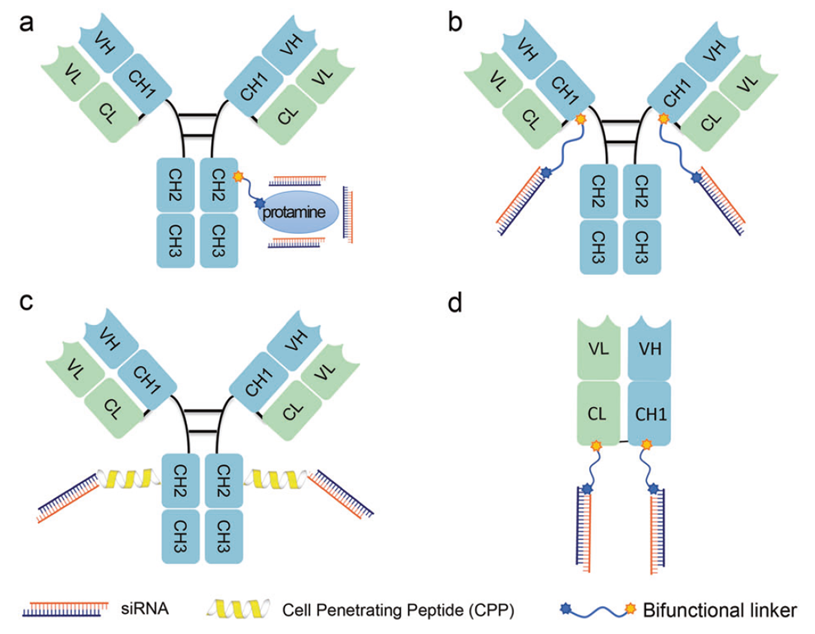 Schematic of antibody-siRNA conjugates showing delivery mechanism