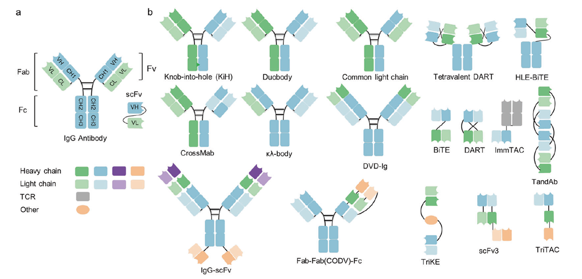 IgG structure and representative multispecific antibody formats in clinical development