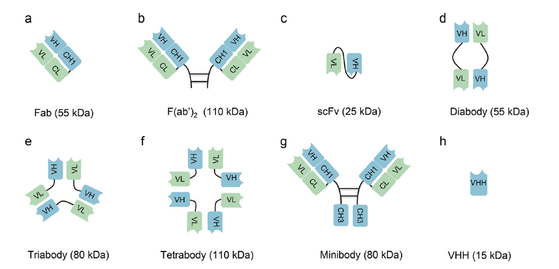 Different formats of antibody fragments and derivatives including Fab scFv and VHH nanobodies