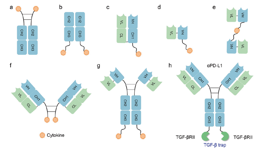 Different formats of antibody-fragment cytokine fusion proteins