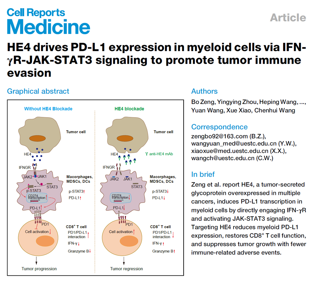 HE4 drives PD-L1 expression in myeloid cells via IFN-γR-JAK-STAT3 signaling to promote tumor immune evasion