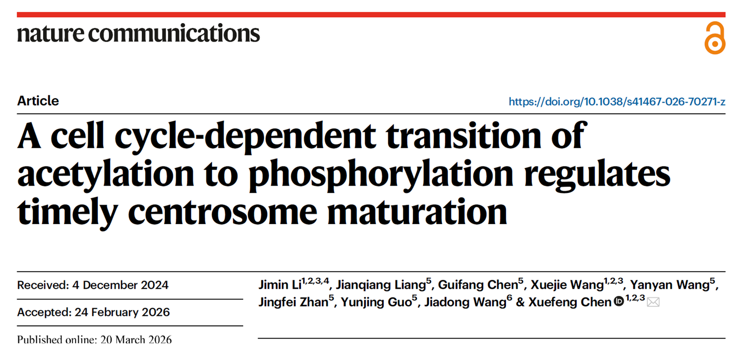 A cell cycle-dependent transition of acetylation to phosphorylation regulates timely centrosome maturation