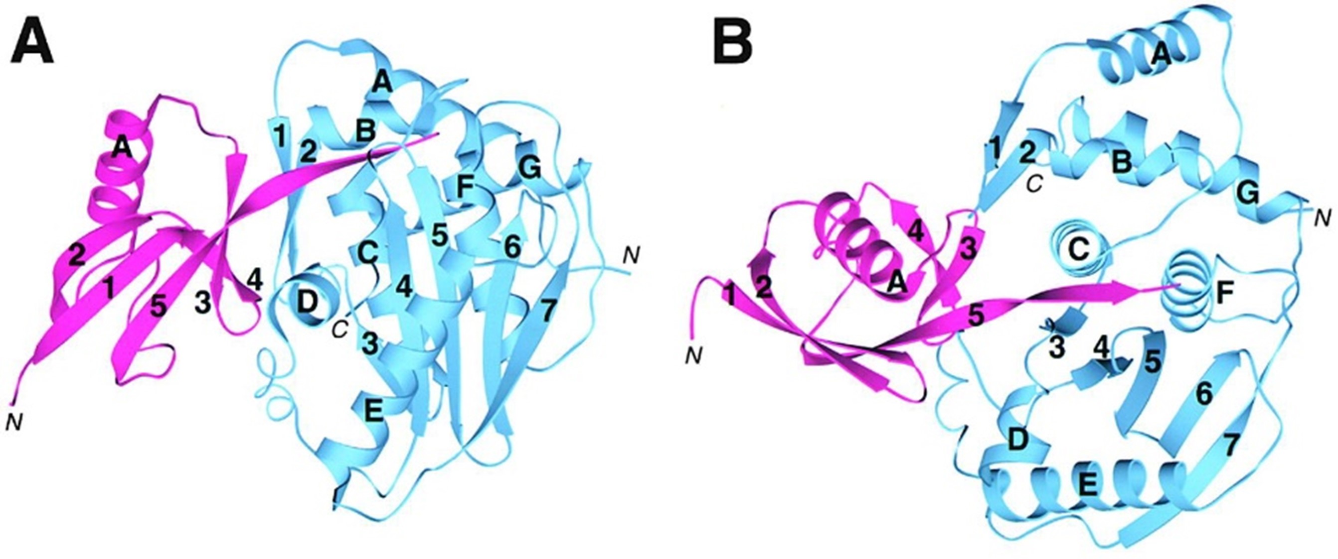 Affinity Tag Removal Proteases for Recombinant Proteins: TEV, HRV 3C, and SUMO Proteases &ndash; Selection Logic and Applications