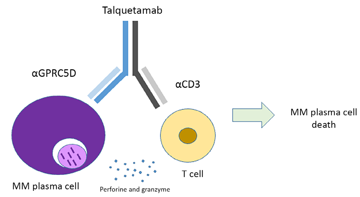 Talquetamab mediates T-cell activation and killing of multiple myeloma cells by simultaneously binding T-cell CD3 and plasma cell GPRC5D