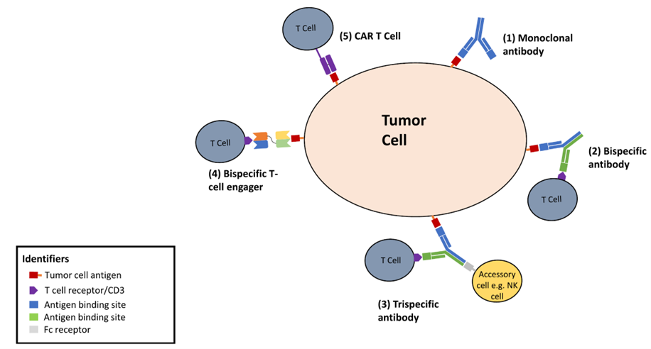 Binding modes of different forms of immunotherapy to tumor cell surface antigens