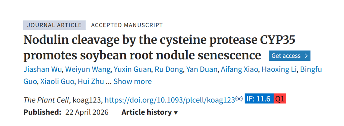 Nodulin cleavage by the cysteine protease CYP35 promotes soybean root nodule senescence