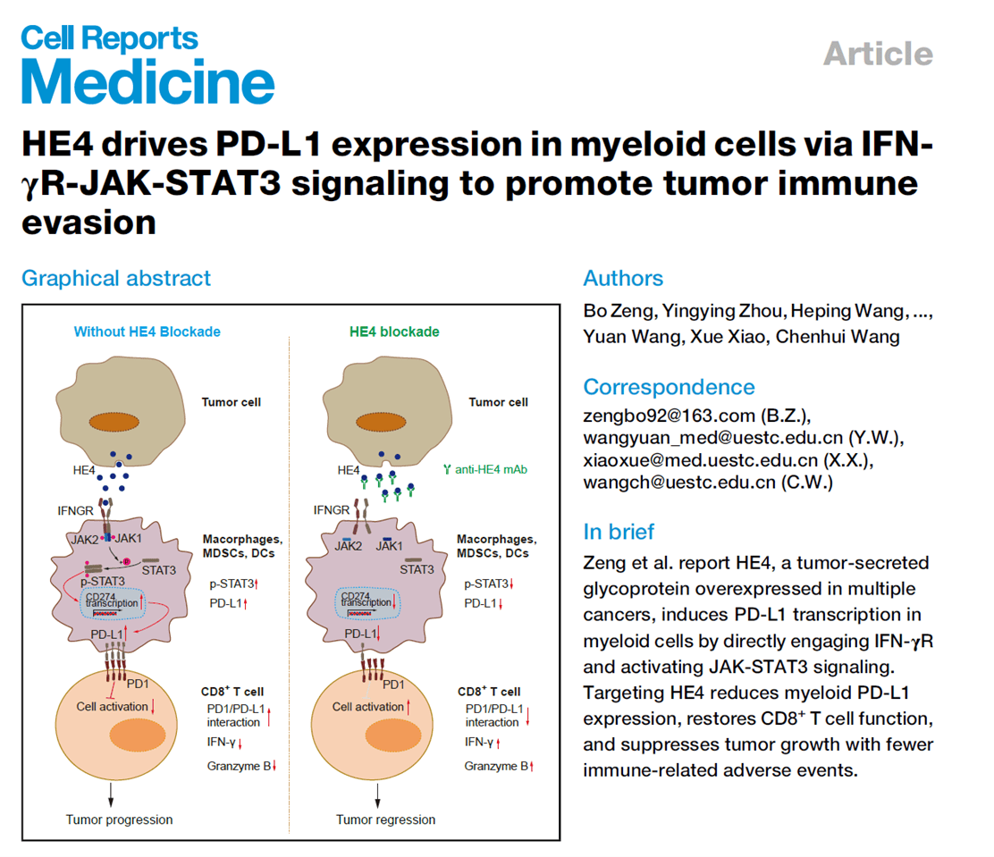 HE4 drives PD-L1 expression in myeloid cells via IFN-γR-JAK-STAT3 signaling to promote tumor immune evasion