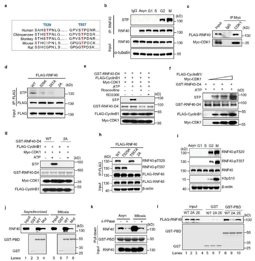 During G2/M phase, RNF40 is phosphorylated by CDK1, which initiates its interaction with PLK1