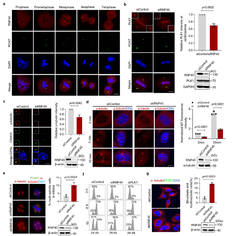 RNF40 localizes to centrosomes to promote PLK1 recruitment and centrosome maturation