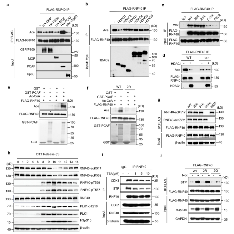 PCAF-mediated acetylation of RNF40 inhibits its phosphorylation