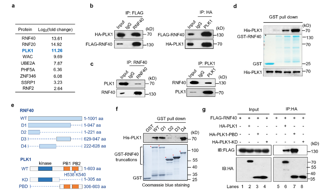 RNF40 interacts with PLK1 in vitro and in vivo