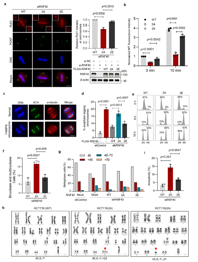 RNF40 phosphorylation promotes PLK1 localization, microtubule nucleation, and accurate chromosome segregation